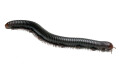 Analocostreptus servatius adult